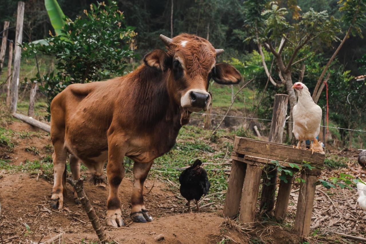 Hotel Fazenda Monteiro Conservatória Dış mekan fotoğraf